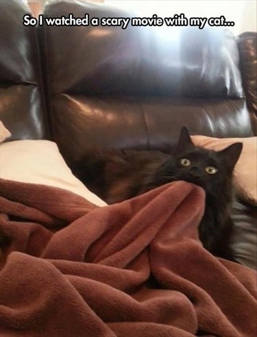 Startled looking cat with caption: "So I watched a scary movie with my cat..."