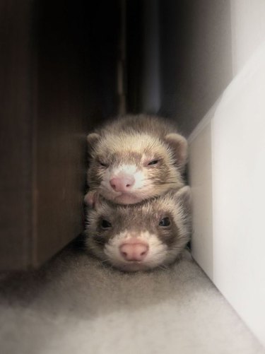 25 Ferrets Who Will Make You Wish You Had a Ferret | Cuteness