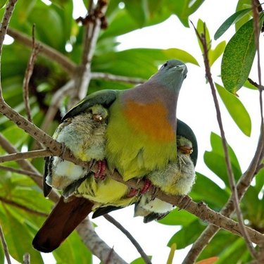 Bird with two chicks under its wings.