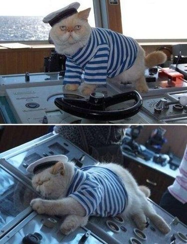 Sailor cat