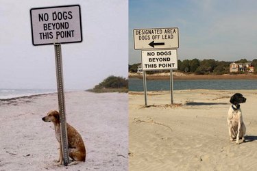 rebel dogs questioning authority