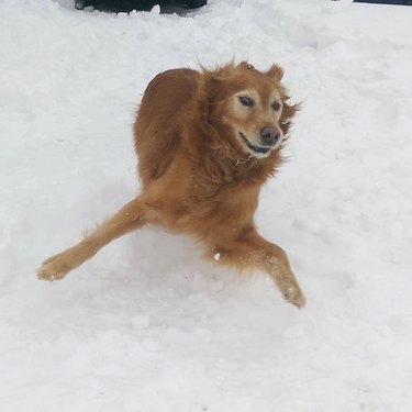Golden retriever awkwardly running in snow.