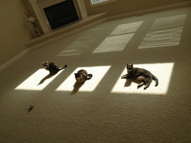 Three cats in three sunny spots.
