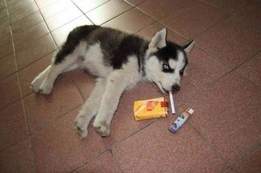 Husky puppy posed with cigarettes and lighter.