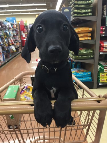 Puppy in shopping cart.