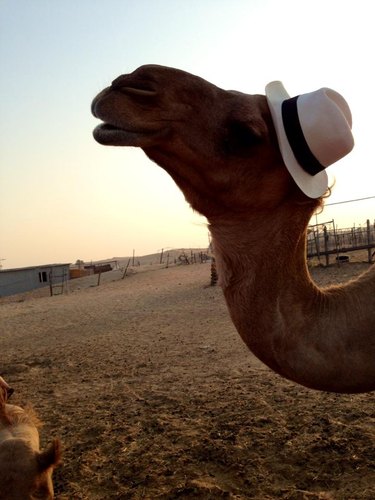 Camel wearing tan fedora.