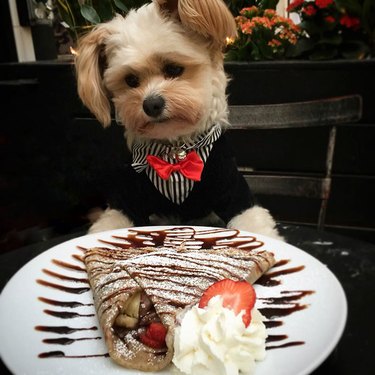 Dog dressed up at a restaurant