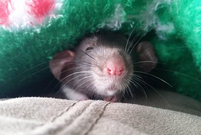 17 Pictures of Rats Being The Most Adorable Pets