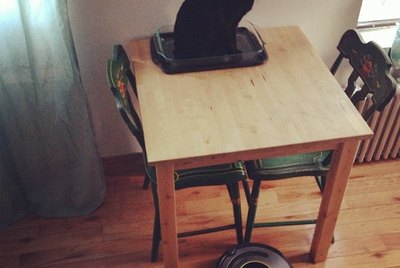 20 Cats Reacting Hilariously To Roombas & Robovacs