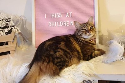 19 Pet Letter Boards We Can't Stop LOLing At