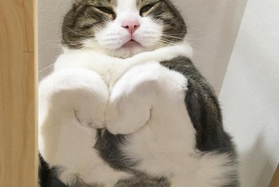 25 Cats Who Are Even Cuter When They're Smooshed Across Glass Tables