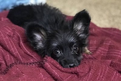 17 Dogs You'll Be Glad You Saw Today