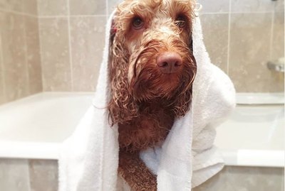 17 Dogs Rub A Dub Dub Relaxin' In The Tub