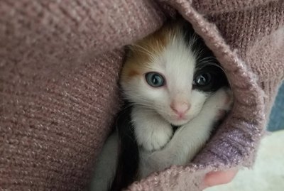 17 Kittens Hanging Out In Pockets
