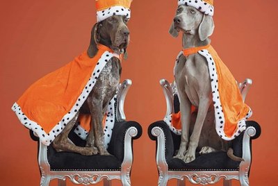 18 Dogs That Are Actually Royalty