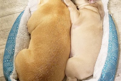 10 Wholesome Pups That Will Melt Your Icy Heart