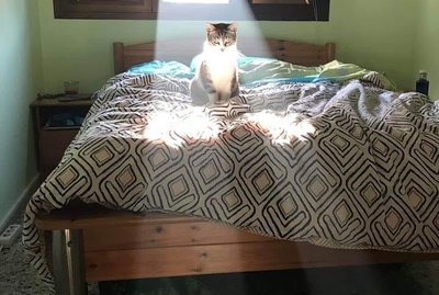 17 Adorable Pets Being Extra Delightful