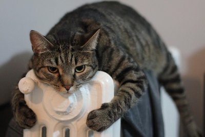 19 Heat-Seeking Devices Disguised as Cats