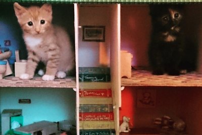 15 Adorable Pictures of Cats Inside Dollhouses
