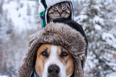 18 Pets Having Epic Adventures