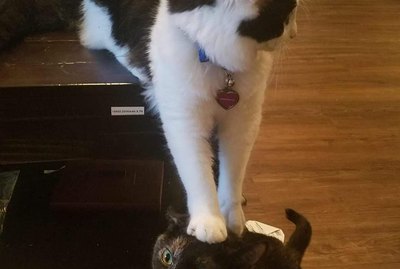 21 Pets Being Adorable Little Jerks