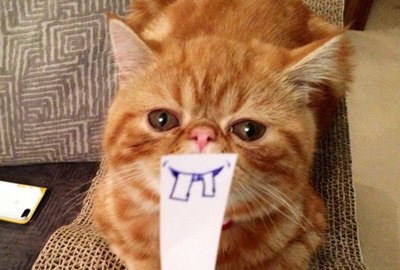 18 Delightful Kitties You Seriously Don't Want To Miss