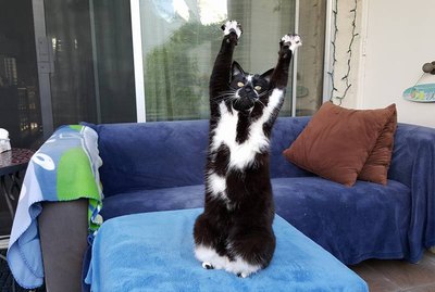 17 Cats Just Being Adorable Weirdos
