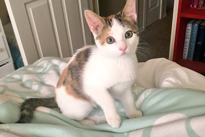 Woman Accidentally Turns Soda Box Into Kitten Rocket Launcher