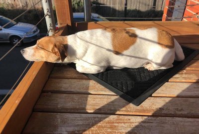 18 Dogs Who Prove Sun Beams Aren't Just For Cats