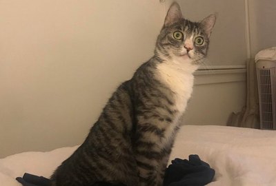 13 Cats Who Just Saw Something Spooky