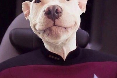 146 Star Trek-Inspired Dog Names