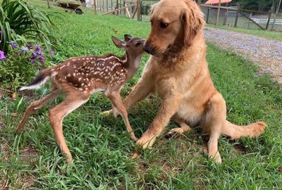 17 Pets Who Have No Clue What's Happening Right Now