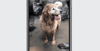 Your Guide to Using Facebook's 3D Photo Feature For Pet Pictures