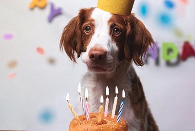18 Dogs Celebrating Their Birthdays