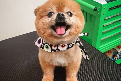 17 Dogs Whose Smiles Will Put A Smile On Your Face