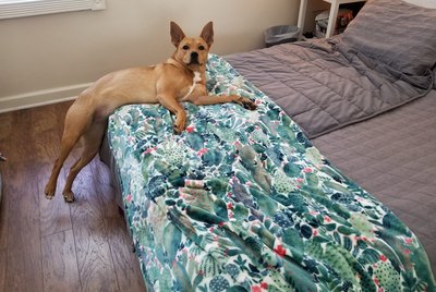 19 Pets Cheating The No Furniture Rule With Creative Loopholes