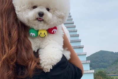 18 Bichon Frises That Look Like Clouds