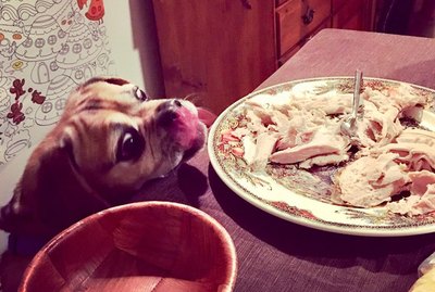 15 of The Most Annoying Things Dogs Do