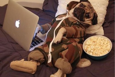 17 Lazy Animals Who Are Pretending It's The Weekend