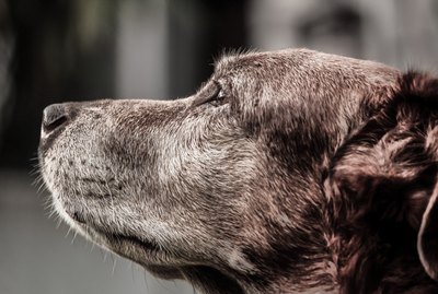 How To Help Keep a Senior Pet Out of the Shelter