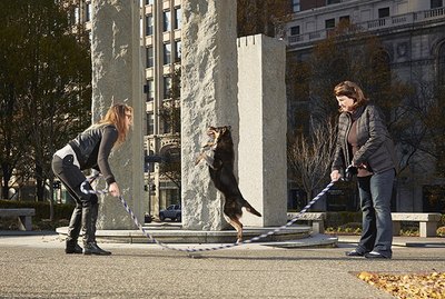 The Newest Dogs Added to 'Guinness World Records'