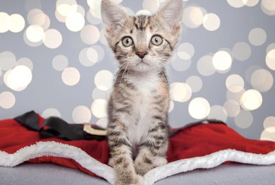 How You Can Help Pets This Giving Tuesday