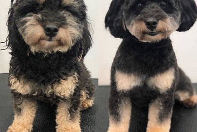 17 Dogs Before & After Their "Spaw" Days