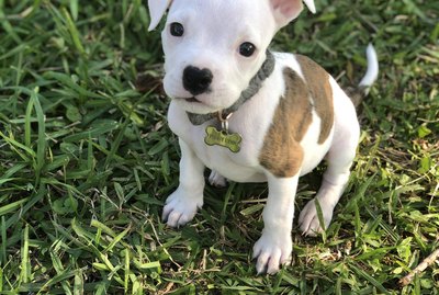 21 Puppies That Are Too Cute To Be Real