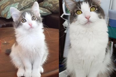 18 Little Fluffs Who Became Majestic Floofs