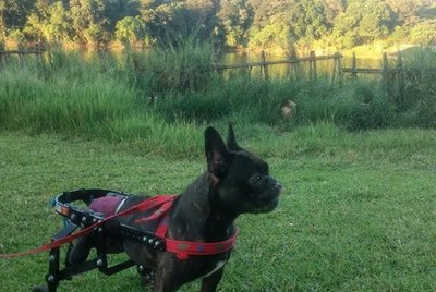 19 Dogs Looking Spiffy In Their Custom Wheels