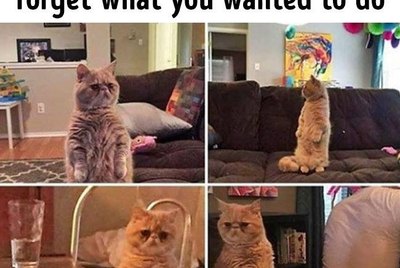 19 Super Relatable Cat Memes