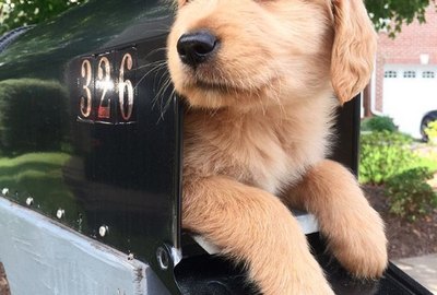 16 Golden Retriever Puppies Who Are Too Pure For This World