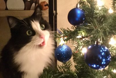 22 Cats Who Are Definitely Going To Destroy That Christmas Tree