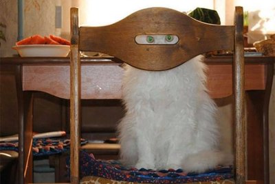 18 Stealthy Animals Doin Themselves A Sneak